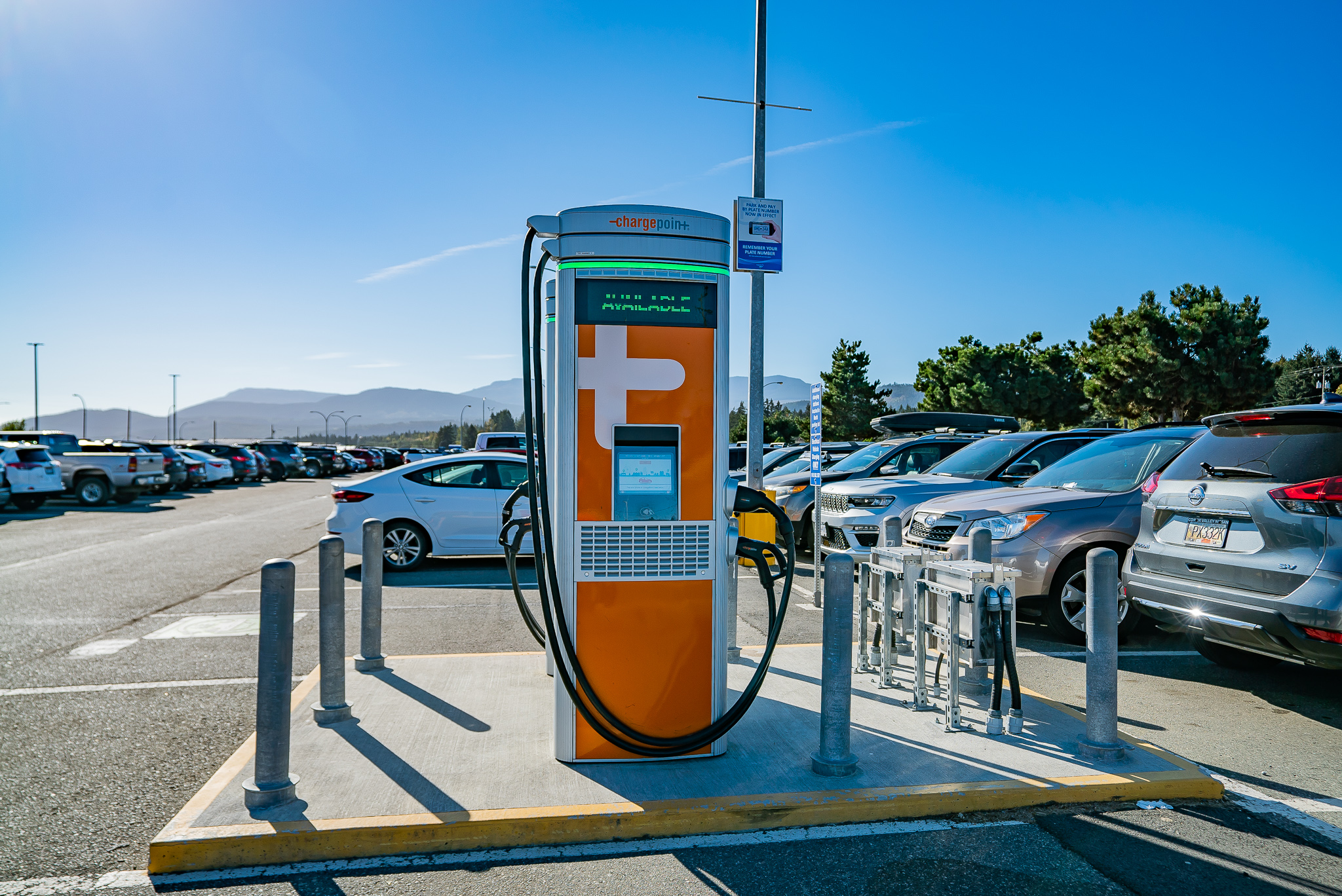 YCD Marketing October 2022 (30) Cattails blowing in the wind on a cloudy day