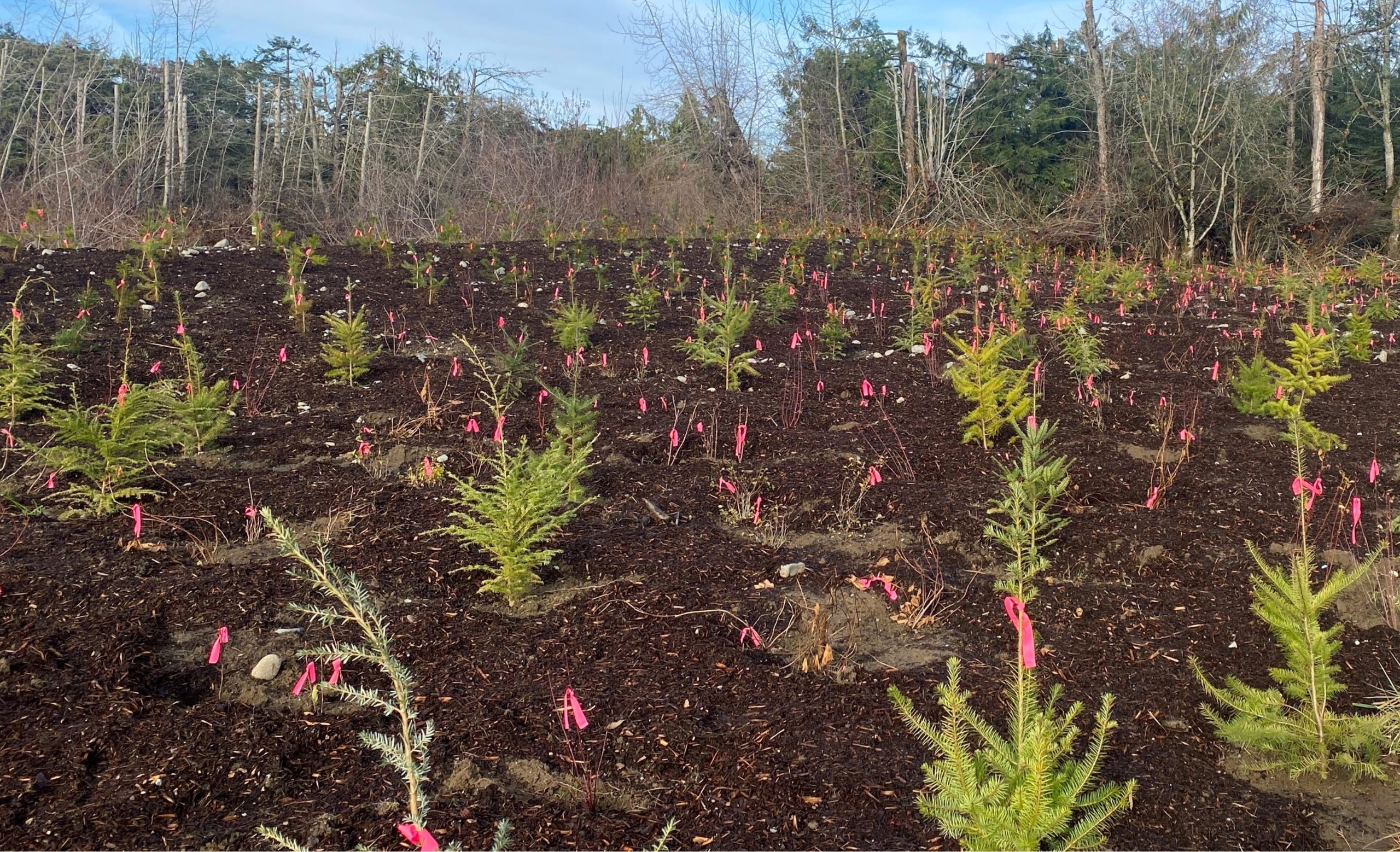 Vegetation Management – Replanting Trees